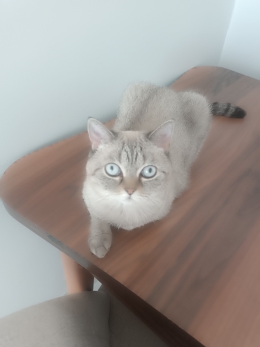 Can dostumu emanet edebileceğim aile arıyorum fotoğraf