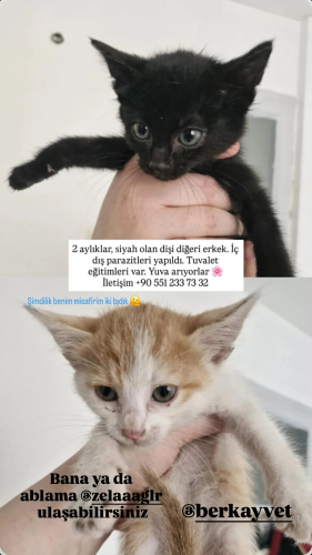 Minik yavru kardeşler fotoğraf