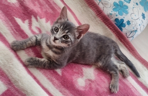 Yavru özel kedi fotoğraf