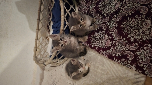 3 silahşörler yuva arıyoruz sokak yerine sıcak yuvalar gitsinler fotoğraf