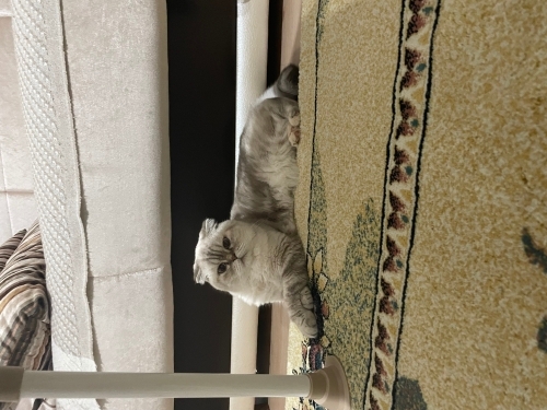 “Sevgi dolu aile arayan Scottish Fold kedimiz” fotoğraf