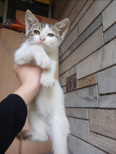 Çok sevecen bebiş yavru fotoğraf