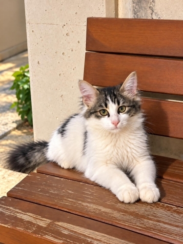 PRENSES MAYA YUVASINI ARIYOR fotoğraf