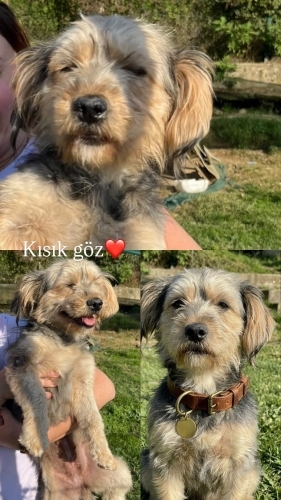 Uysal ve sosyal kız fotoğraf