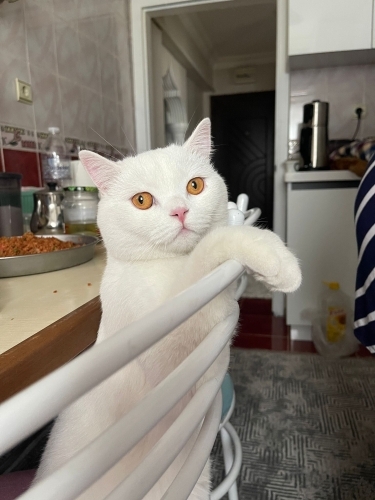 paşa yuva arıyor fotoğraf