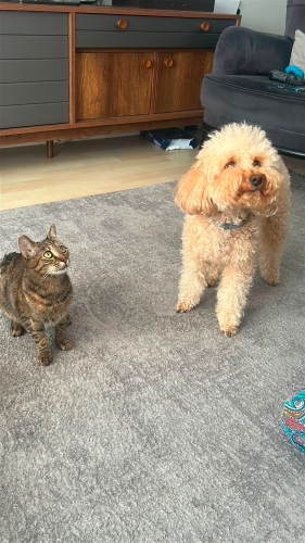 Evde Yalnız Kalamayan Dobby'e Aile Ferdi Olabileceği Bir Yuva fotoğraf