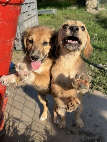 İki fino kardese yuva arıyoruz fotoğraf