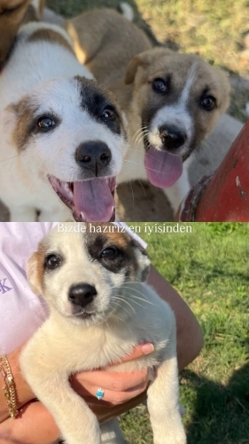 Oyuncu bebeklere yuva fotoğraf