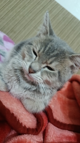 Sakin ve sırnaşık bir kedi fotoğraf