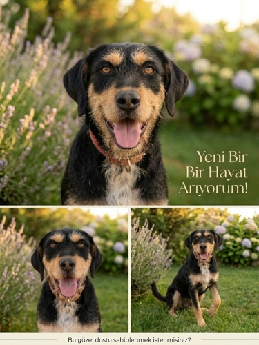 Pita (dişi) ve Pati (erkek) fotoğraf