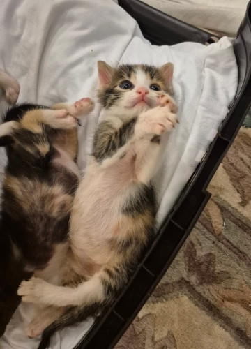 ACİL 🥹 4 haftalık Dünya Tatlısı Bebeklerin Anne ve Babası Olur musunuz Lütfen fotoğraf