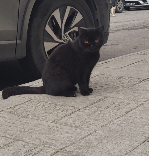 Cins kedimize yuva 🖤 fotoğraf