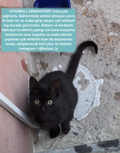 Minnoş Çokomelin Kalıcı Yuvası(çok yağmurlu (annesiz) sokakta üşüyor) fotoğraf