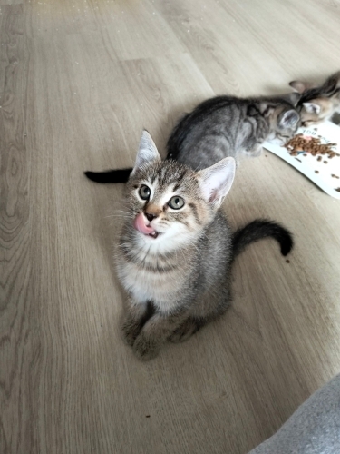 İzmir'den ücretsiz kedi sahiplendirme fotoğraf