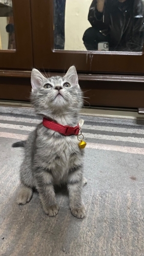 Cok acil yuva arıyoruz fotoğraf