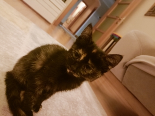Cana yakın dişi fotoğraf