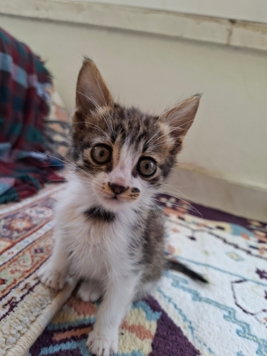 Oyuncu sevgi dolu ve talihli bir tekir fotoğraf