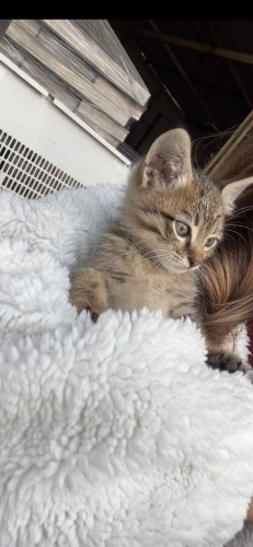 İŞ YERİMDE ANNESİ TERK EDEN BİR KEDİ fotoğraf