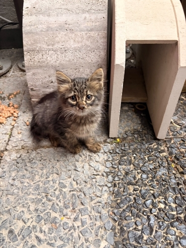 Çok sevecen ve uysal fotoğraf