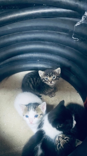 Sokakta doğmuş miniklere yuva arıyoruz fotoğraf