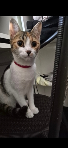 Aşıları tam çok akıllı, kucakçı fotoğraf