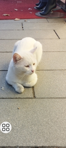 Beyaz prens acil yuva arıyoruz fotoğraf