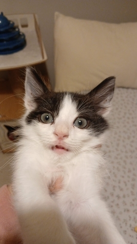 Yavru smokin kedi fotoğraf