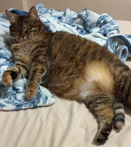 Görme engelli terk edildi 5 yaşında kısır dişi kedi fotoğraf