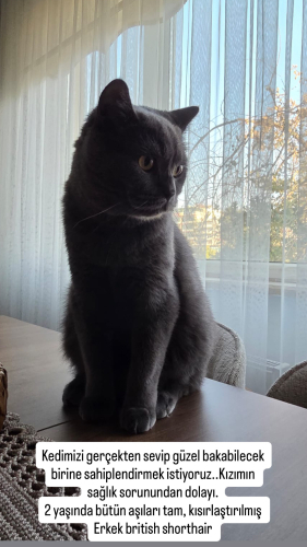 Çok uysal zararsız sevgi istiyen bi kedi fotoğraf