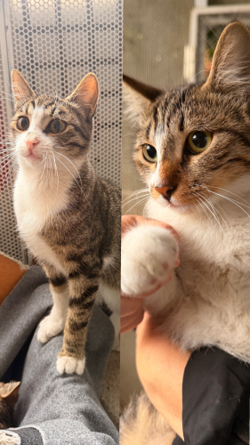İKİ KARDEŞ KEDİ YUVAR ARIYOR fotoğraf