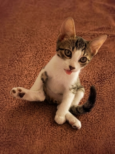 Titi aşılarını oldu şimdi kalıcı yuva arıyor fotoğraf