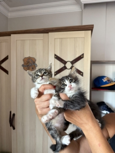 İki Kardeş Bebeğe Acil Yuva fotoğraf