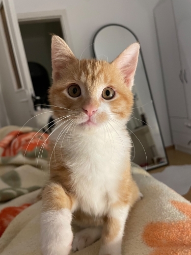 Kimsesiz Bebi için Acil YUVA fotoğraf
