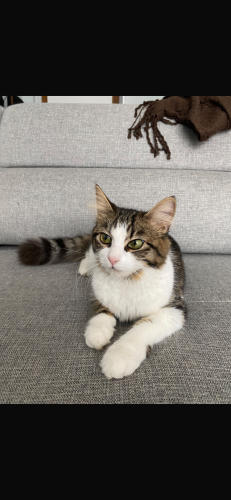 dost canlısı aşırı oyuncu fotoğraf