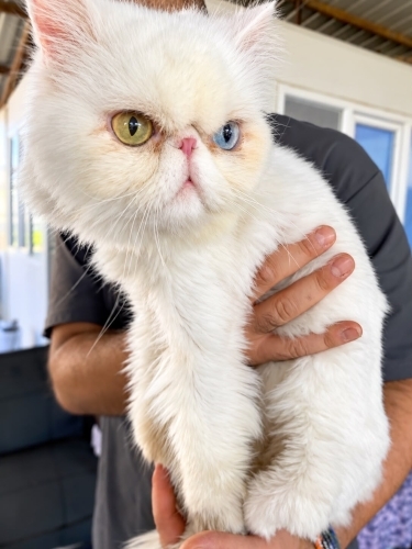 AŞILARI TAM VE KISIR PERSIAN..!! fotoğraf