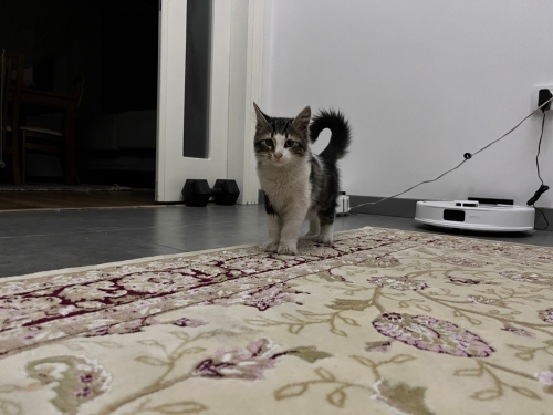 Yumoş Tekir Kedi fotoğraf