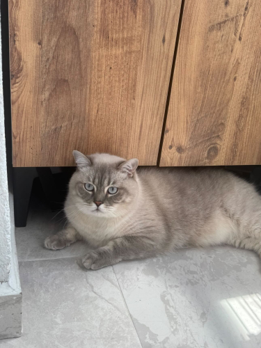 Ömürlük yuva arıyoruz fotoğraf