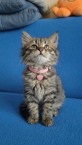 Minik pofidik prenses yuvasını arıyor fotoğraf