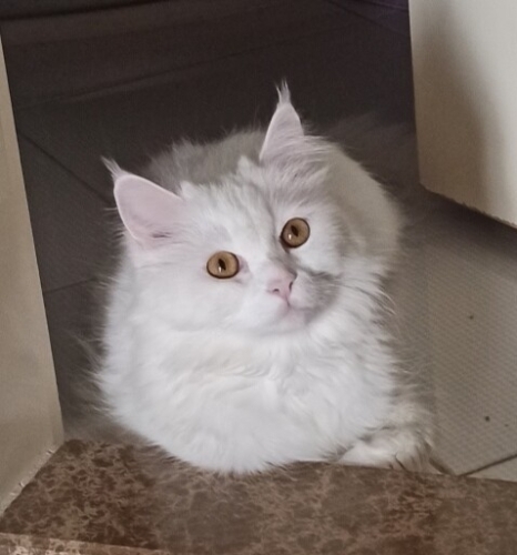 Van kedisi ve British Longhair kırması yüksek sesli ve sürekli bağıran bir kedi fotoğraf