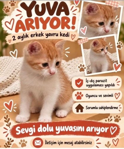 Bebeklere yuva arıyor fotoğraf