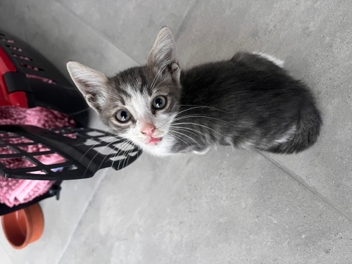 1-1.5 AYLIK TEKİR KEDİ fotoğraf