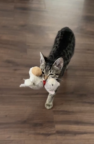 Oyuncağını getiren kedi fotoğraf