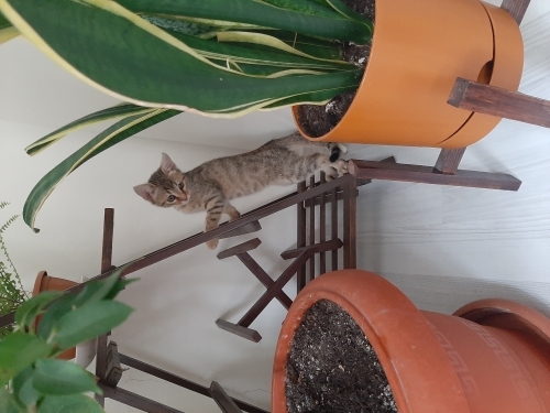 Şeker minik yuva arıyor fotoğraf