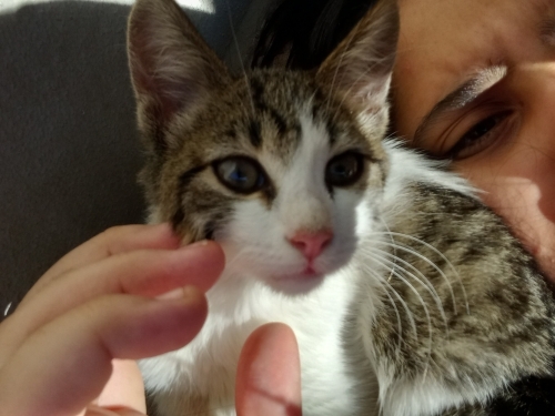 Hızlı sahiplendirebileceğim birini arıyorum fotoğraf
