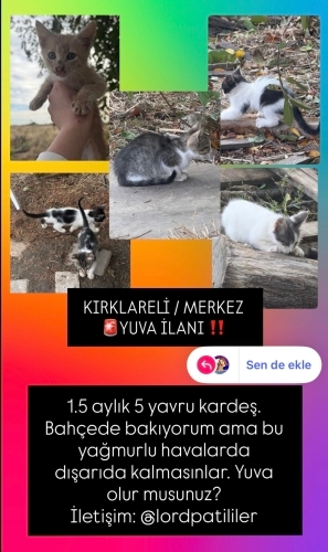 Kırklareli/Merkez bahçede bakılan 1.5 aylık 5 yavru kardeş fotoğraf