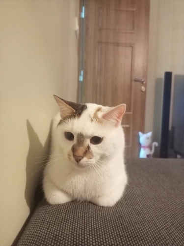 Tosbiğimize yeni yuva arıyoruz fotoğraf