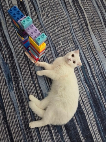 Pamuk kızımı sahiplendiriyorum fotoğraf