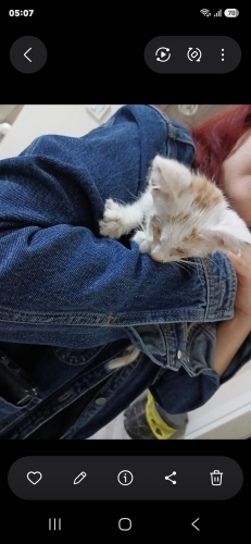 İki gözü de görmeyen yavru kediye kalıcı yuva aranıyor fotoğraf