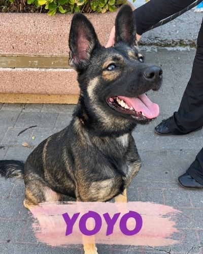 Yoyo ömürlük yuvasını arıyor😍 fotoğraf