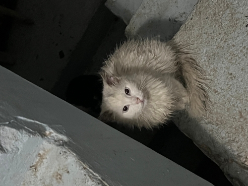 BEYAZ TÜYLÜ KEDİ/ ACİL GEÇİCİ KALICI YUVA fotoğraf